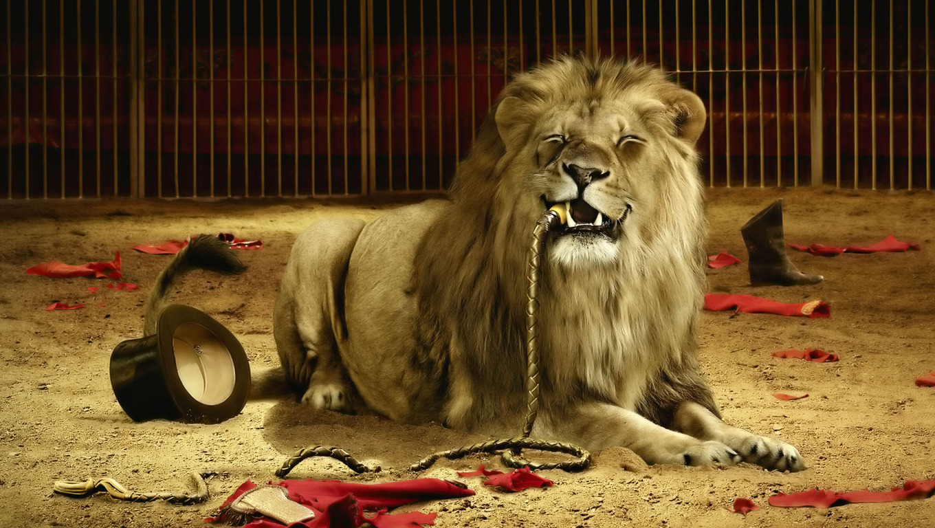 lion-ate-the-tamer-artistic-wallpaper-3545