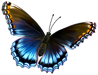 beautiful blue and brown butterfly
